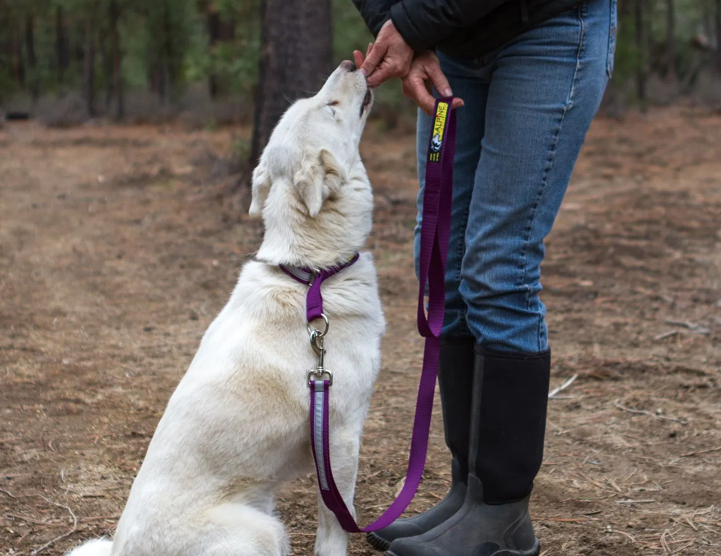 5FT URBAN TRAIL® WALKING LEASHES (1 & 3/4 INCH)
