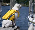Bay Dog Monterey Bay Offshore Dog Lifejacket