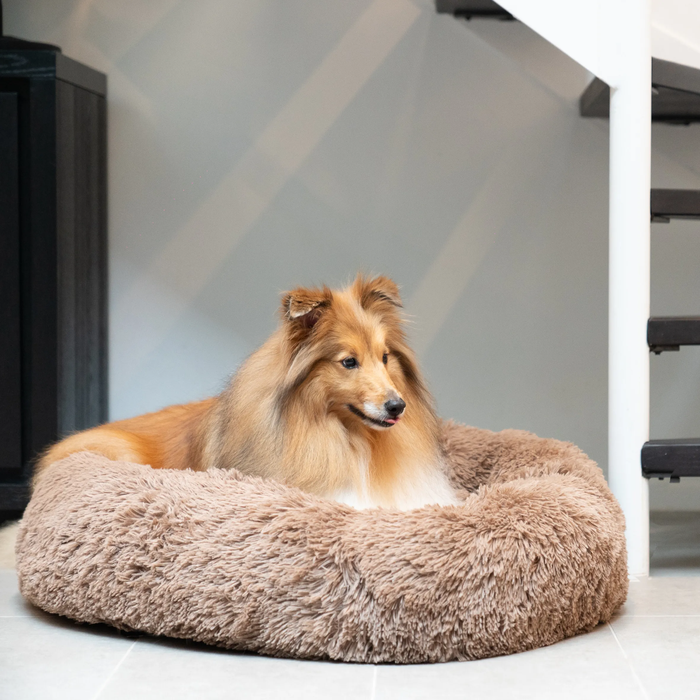 Calming Dog Bed