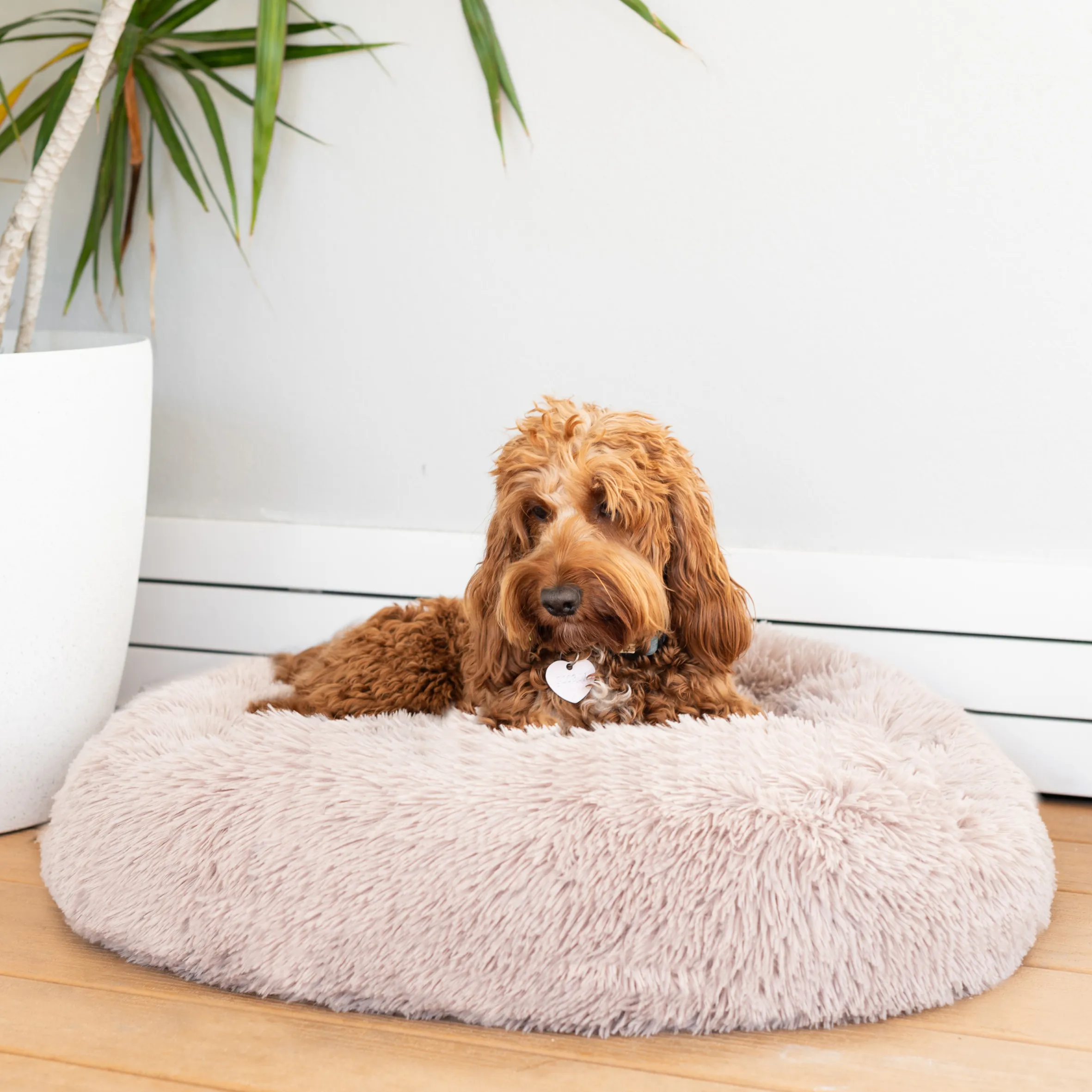 Calming Dog Bed