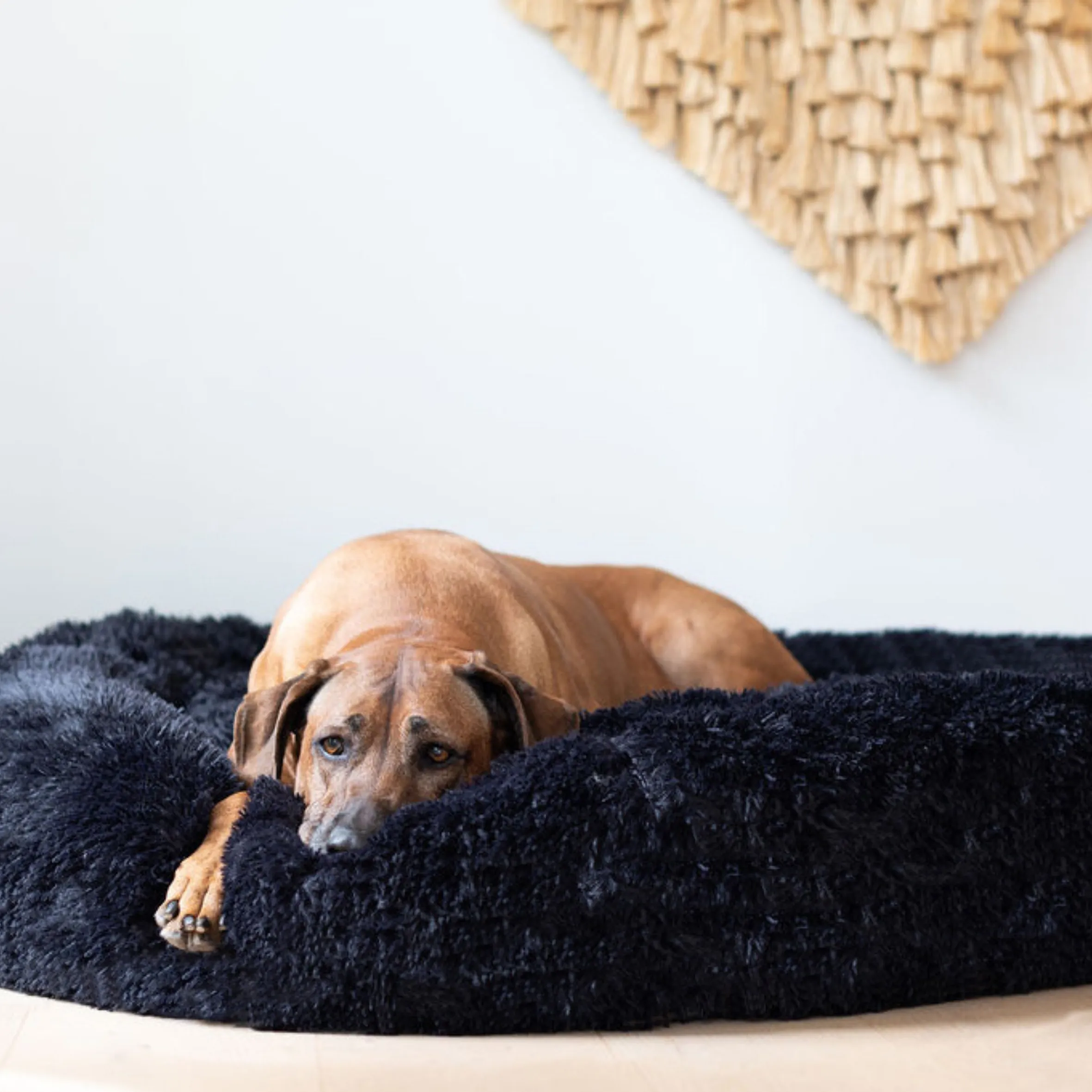 Calming Dog Bed