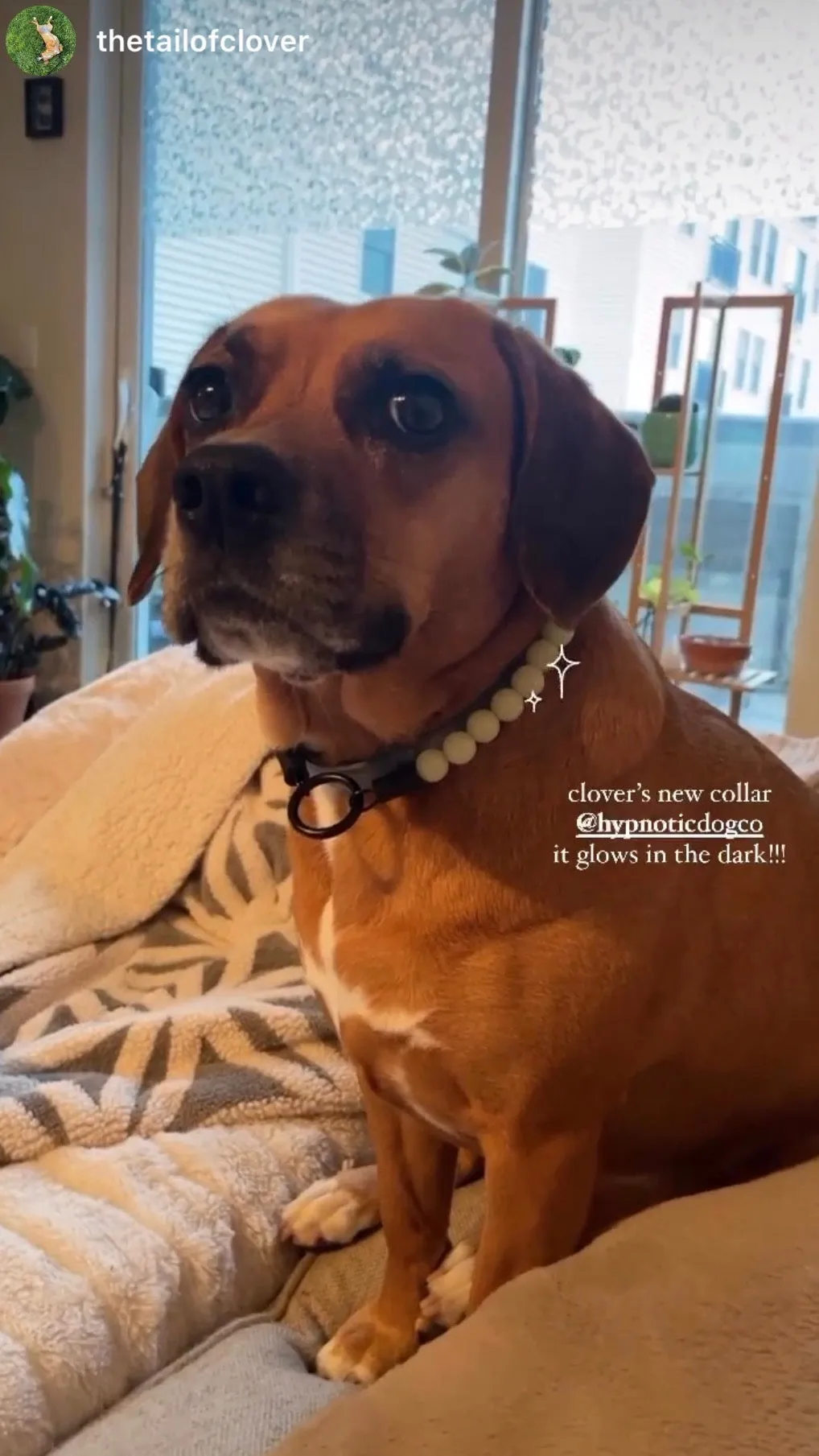 Green Glow in the Dark XS Bead Collar