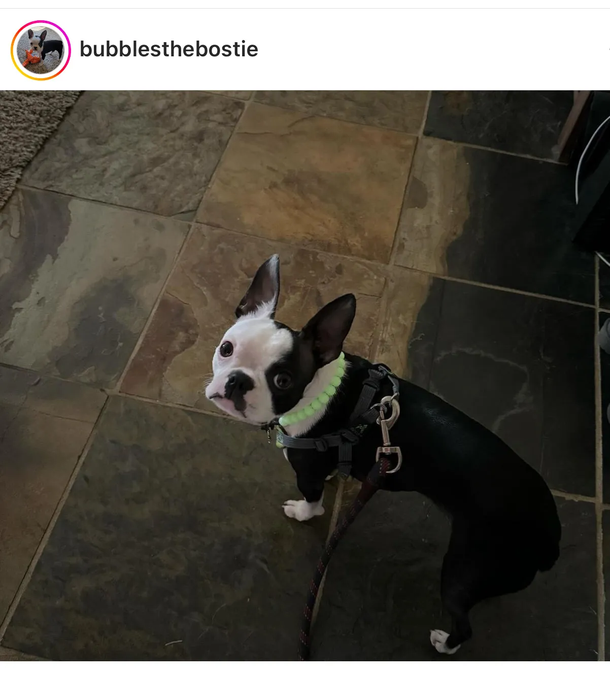 Green Glow in the Dark XS Bead Collar