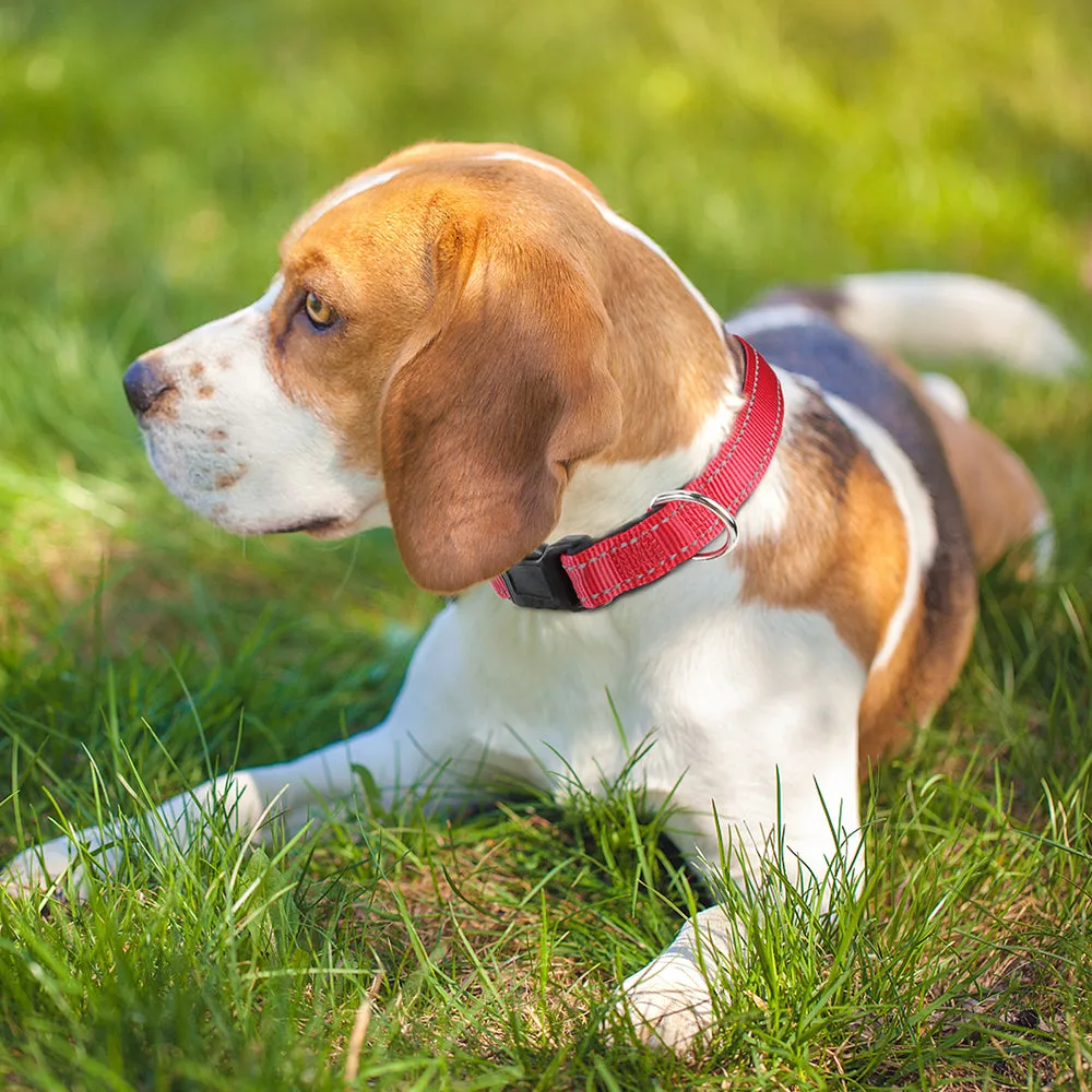JOYTALE ReflectiPet™ Reflective Nylon Dog Collar
