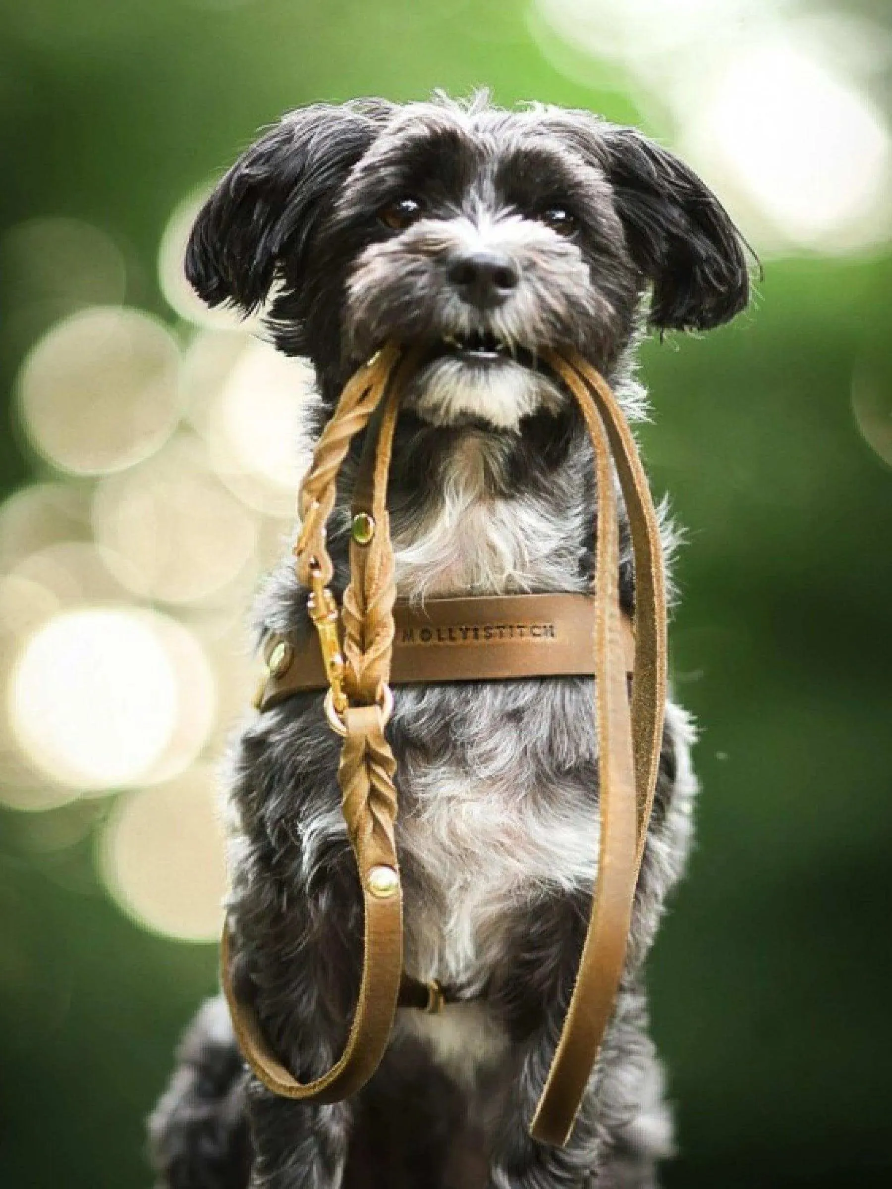 [OLIVE TREE] BUTTER LEATHER ADJUSTABLE DOG LEASH