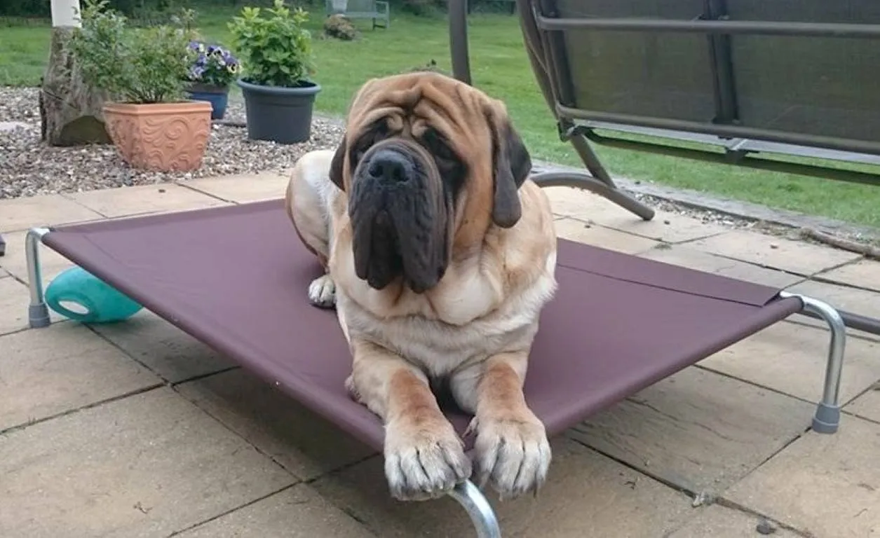 Raised Dog Beds