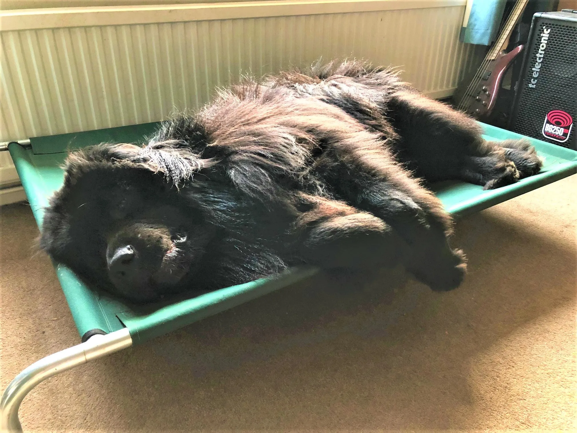Raised Dog Beds