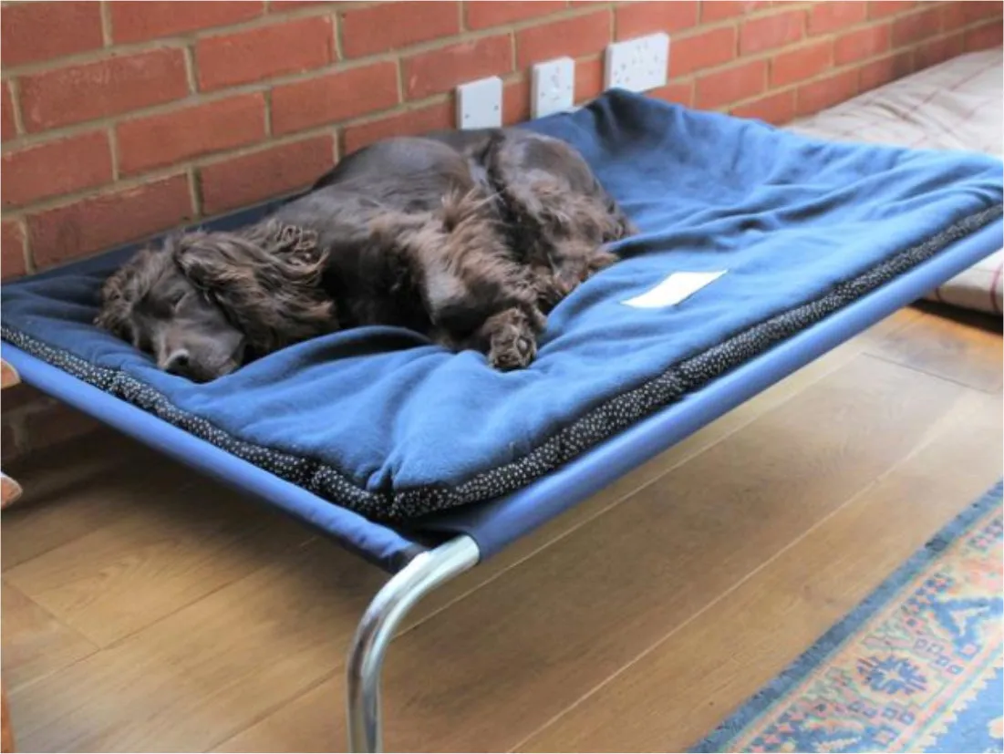 Raised Dog Beds