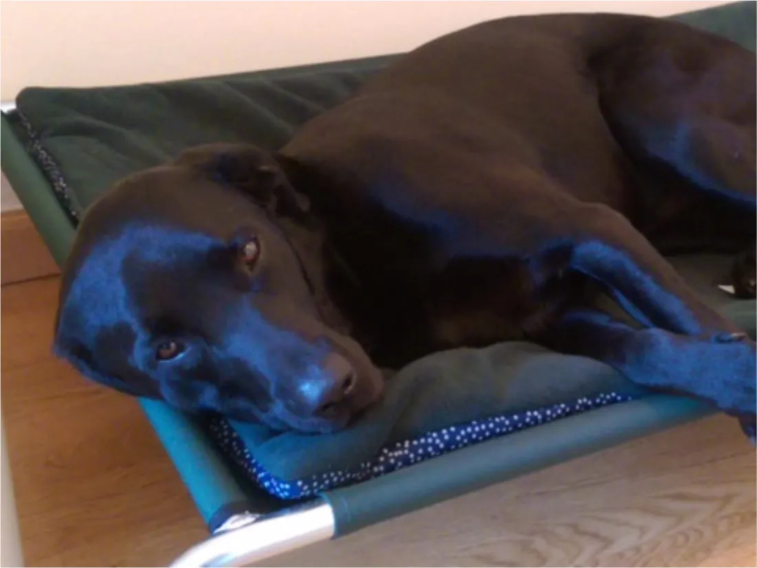 Raised Dog Beds