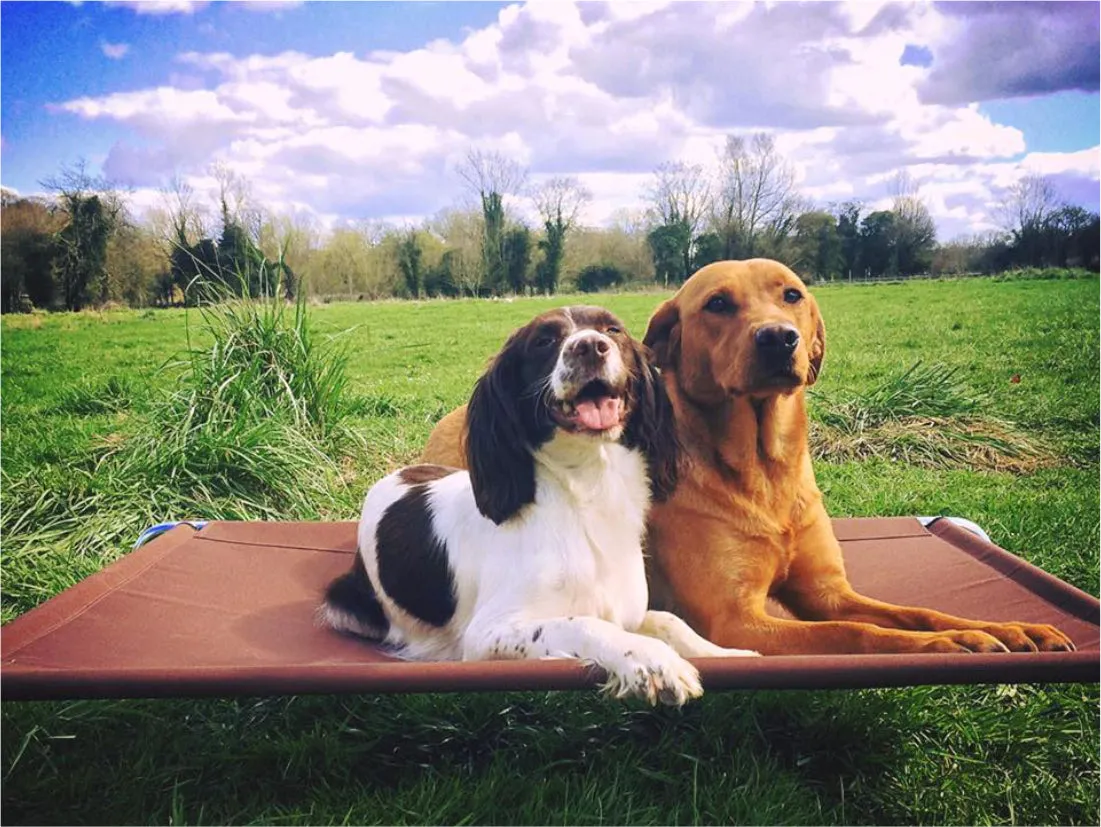 Raised Dog Beds