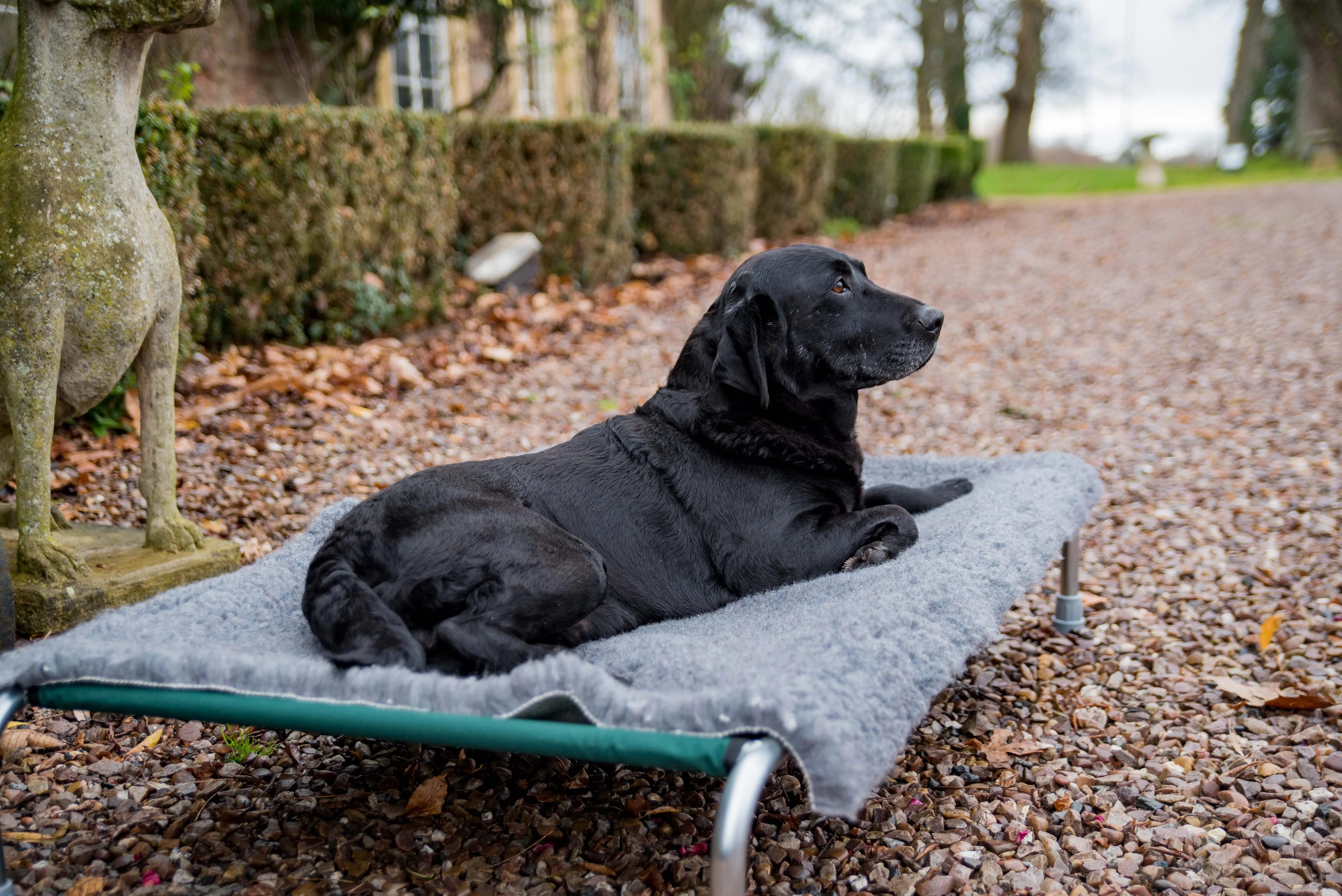 Raised Dog Beds