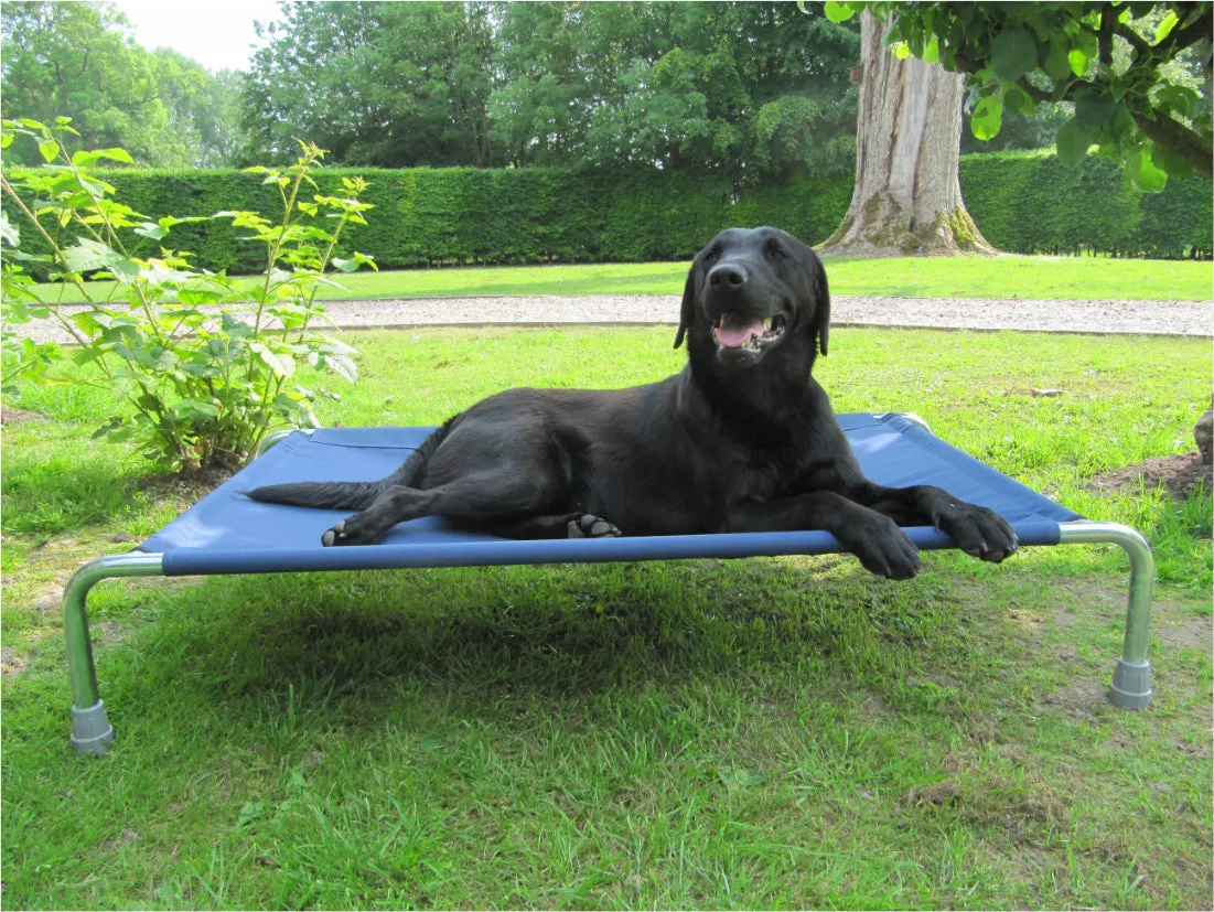 Raised Dog Beds