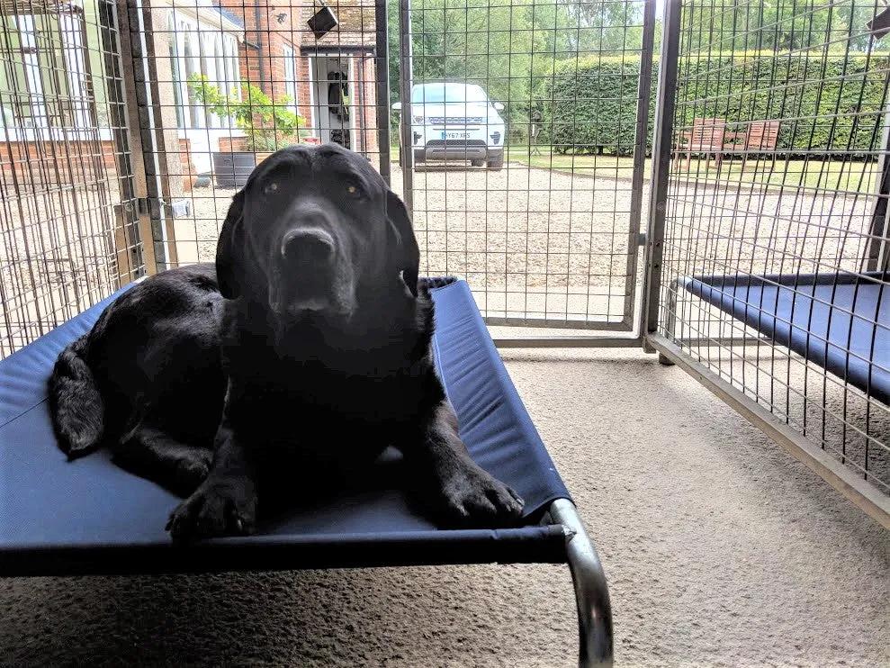 Raised Dog Beds