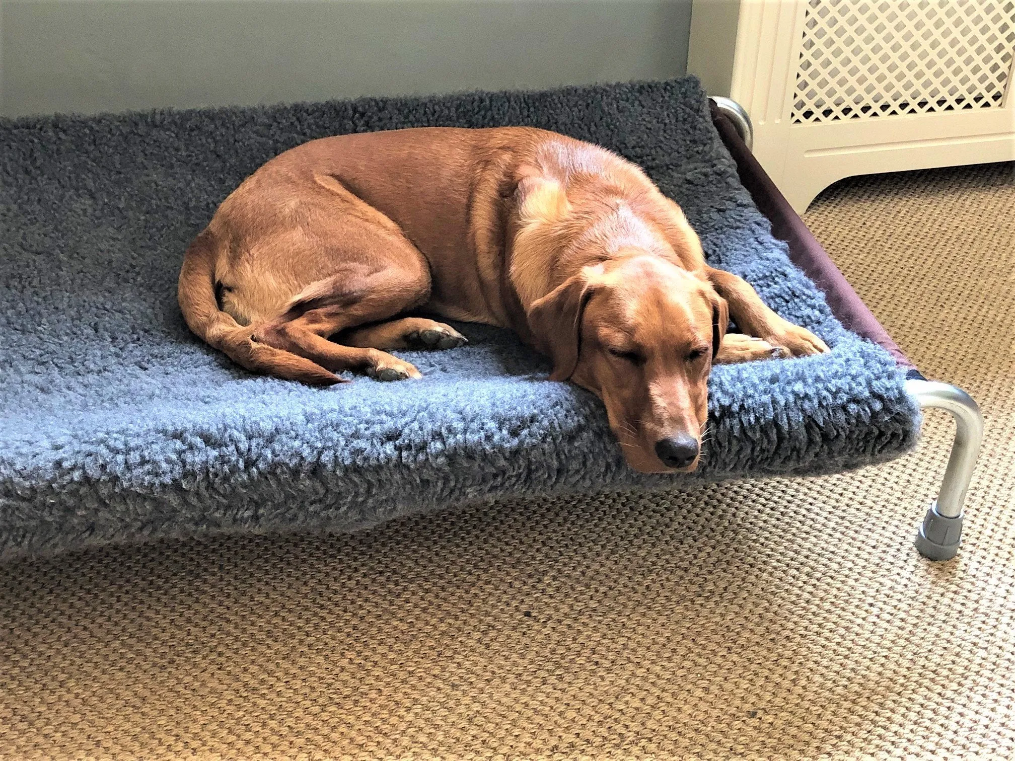 Raised Dog Beds