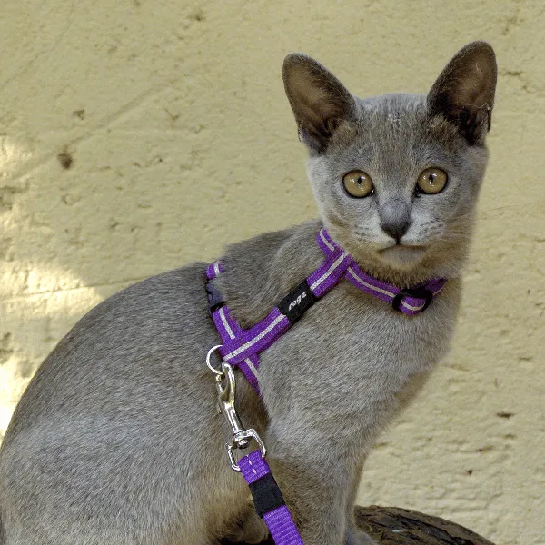 Rogz AlleyCat Harness & Lead Set