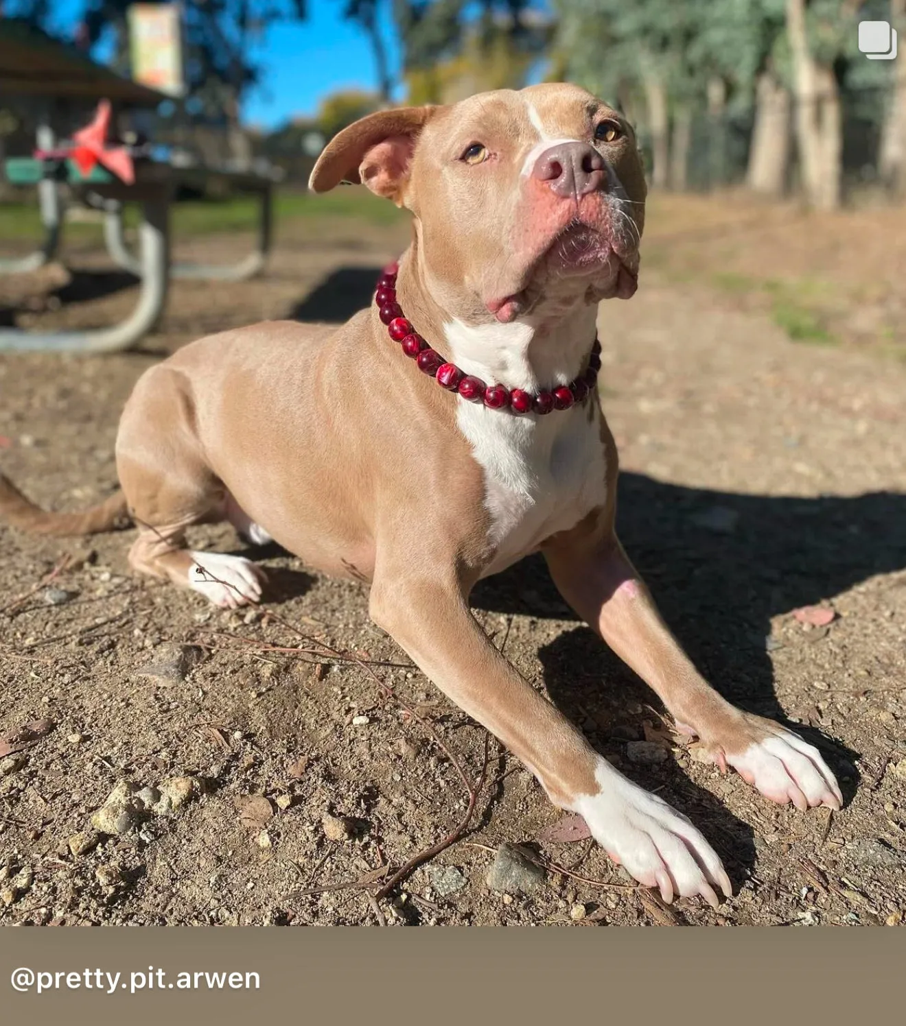 Ruby Smoke Acrylic Bead Collar