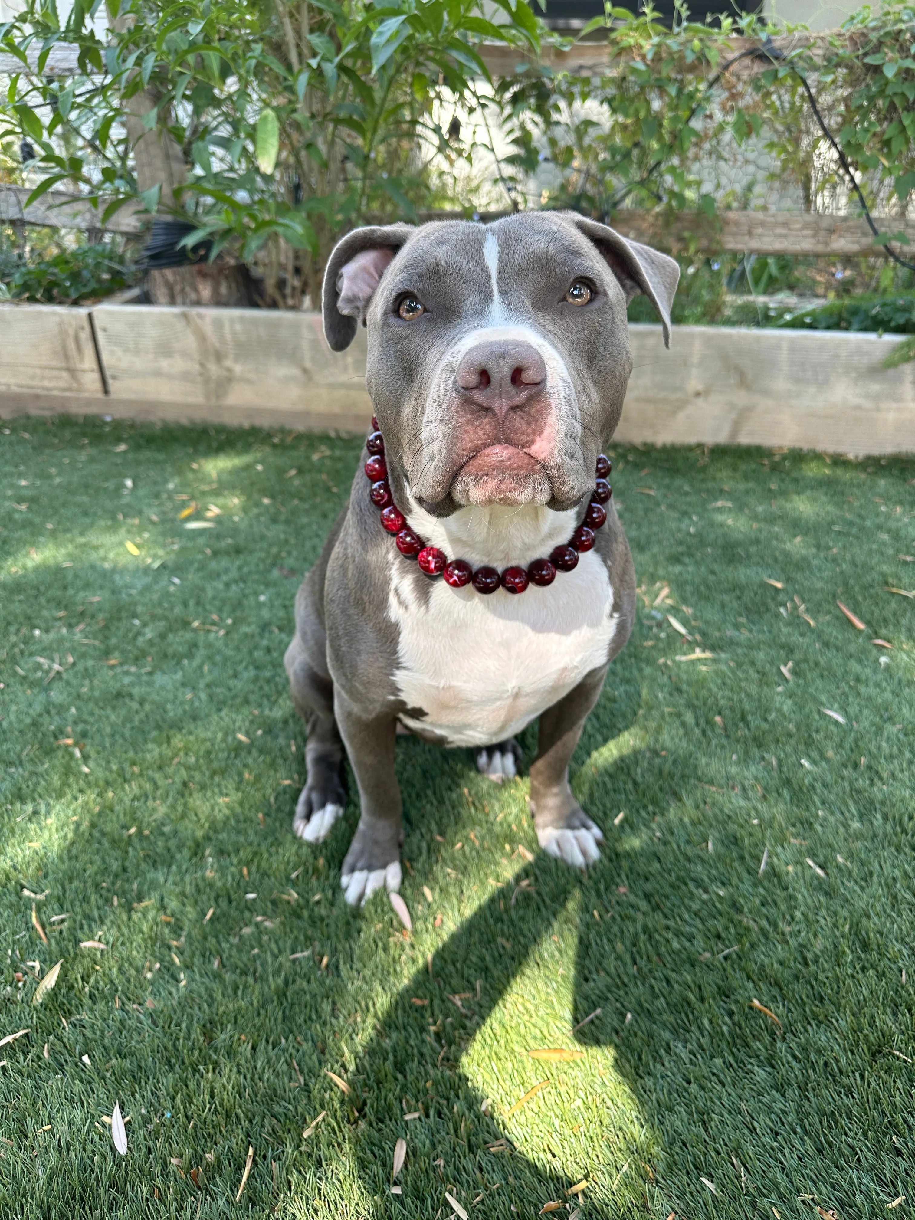 Ruby Smoke Acrylic Bead Collar